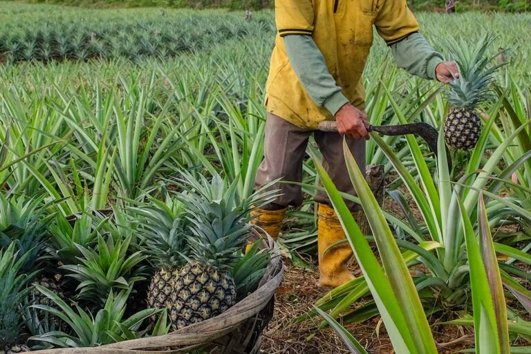 gardener harvesting pineapples 768x512